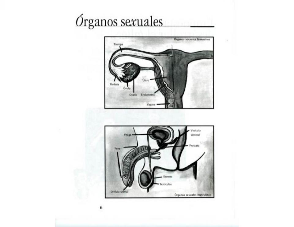 Carpeta de Derechos y Salud Reproductiva Optimized1024_35.jpg